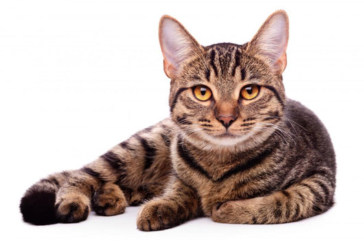 Portrait Brown-eyed Cat White Wall Decal