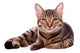 Portrait Brown-eyed Cat White Wall Decal