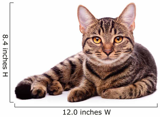 Portrait Brown-eyed Cat White Wall Decal
