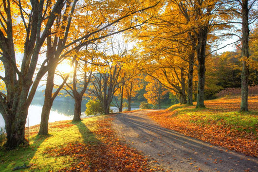 Lake Pathway with Yellow Wall Decal