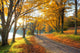 Lake Pathway with Yellow Wall Decal