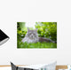Maine Coon 3 Wall Mural