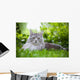 Maine Coon 3 Wall Mural