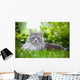 Maine Coon 3 Wall Mural