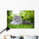 Maine Coon 3 Wall Mural