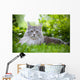 Maine Coon 3 Wall Mural