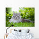Maine Coon 3 Wall Mural