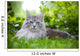 Maine Coon 3 Wall Mural