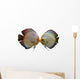 Pair Discus Fish White Wall Decal