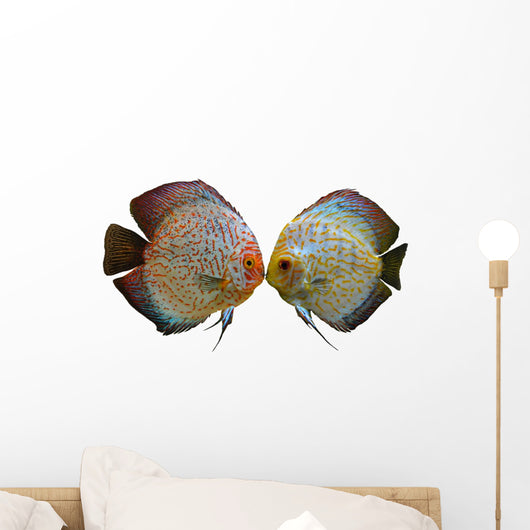 Pair Discus Fish White Wall Decal