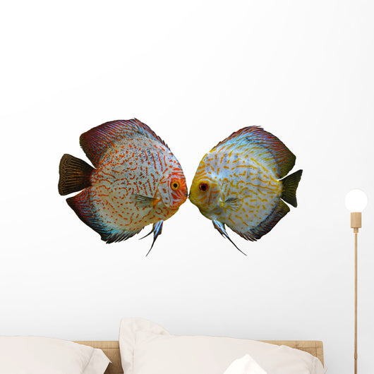 Pair Discus Fish White Wall Decal