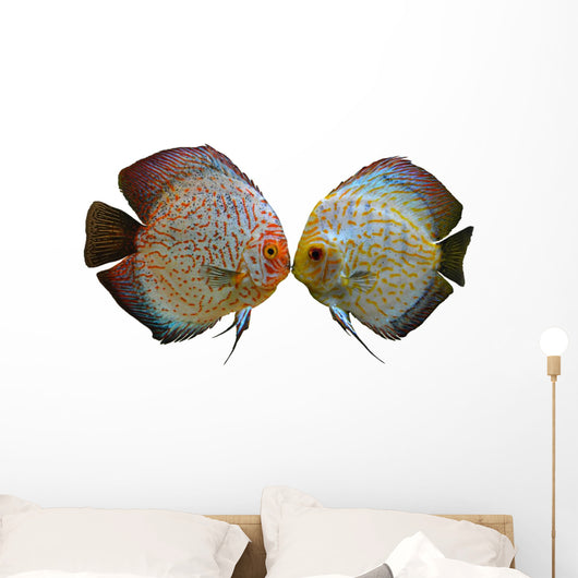 Pair Discus Fish White Wall Decal