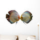 Pair Discus Fish White Wall Decal