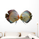 Pair Discus Fish White Wall Decal