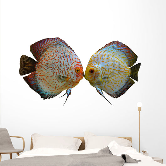 Pair Discus Fish White Wall Decal