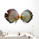 Pair Discus Fish White Wall Decal