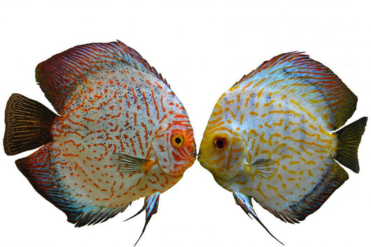 Pair Discus Fish White Wall Decal