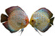 Pair Discus Fish White Wall Decal