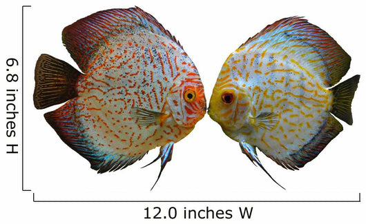 Pair Discus Fish White Wall Decal