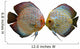 Pair Discus Fish White Wall Decal