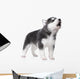 Cute little husky puppy isolated on white background Wall Decal