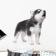 Cute little husky puppy isolated on white background Wall Decal