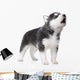Cute little husky puppy isolated on white background Wall Decal