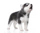 Cute Little Husky Puppy Isolated On White Background Wall Decal