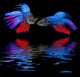 Betta Splendens - Siamese Fighting Fish On A Black Background Wall Decal 2