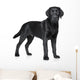Black Labrador puppy Wall Decal