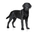 Black Labrador Puppy Wall Decal