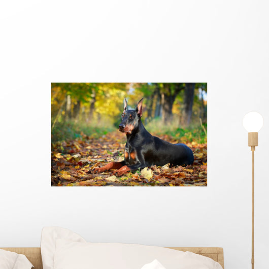 Doberman Pinscher dog Wall Mural