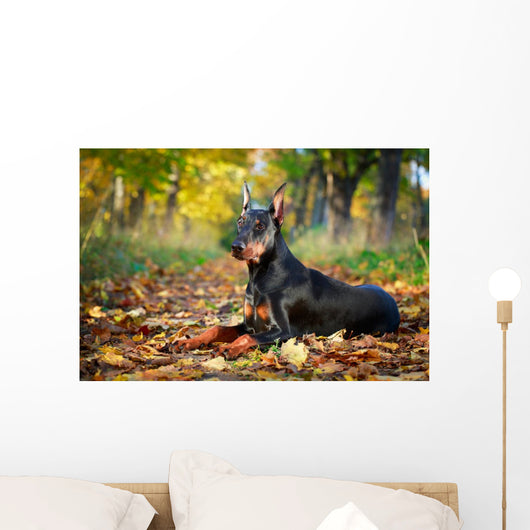 Doberman Pinscher dog Wall Mural