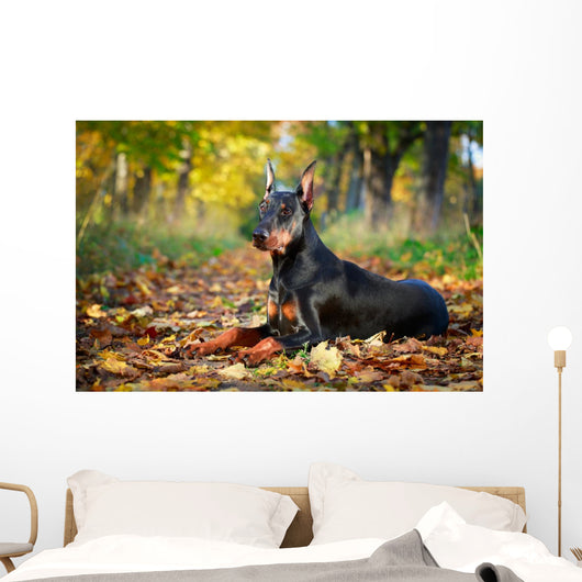 Doberman Pinscher dog Wall Mural