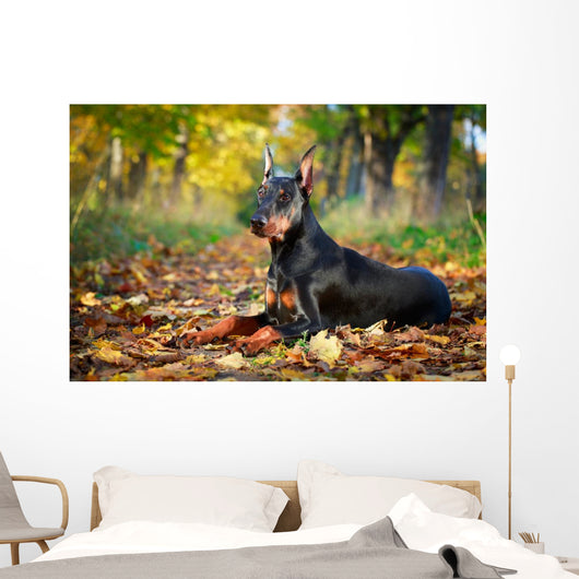 Doberman Pinscher dog Wall Mural