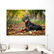 Doberman Pinscher dog Wall Mural