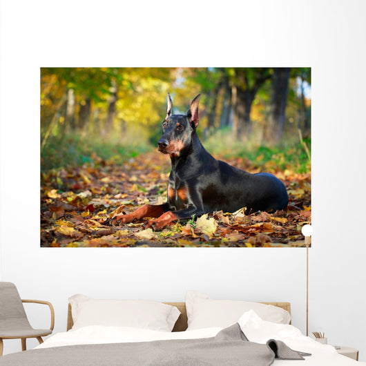 Doberman Pinscher dog Wall Mural
