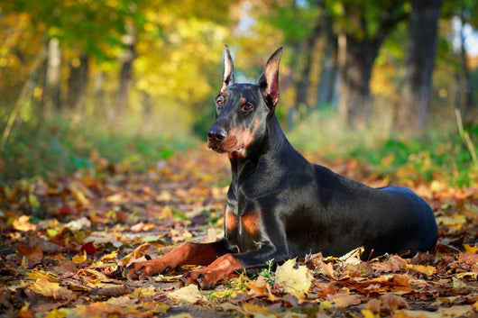 Doberman Pinscher Dog Wall Decal