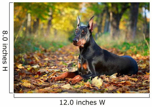 Doberman Pinscher dog Wall Mural