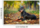 Doberman Pinscher dog Wall Mural