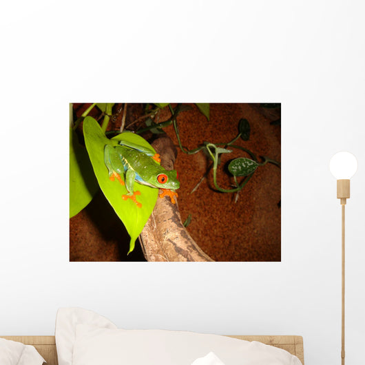 Red-eyed Tree Frog Wall Decal