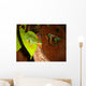 Red-eyed Tree Frog Wall Decal