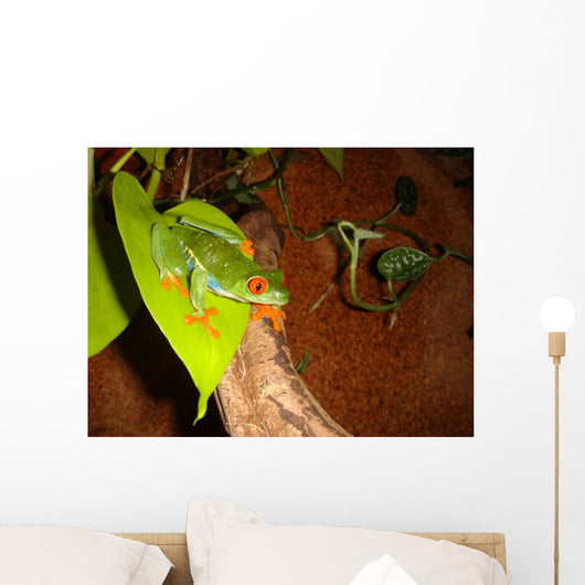 Red-eyed Tree Frog Wall Decal