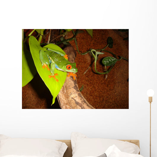 Red-eyed Tree Frog Wall Decal