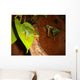 Red-eyed Tree Frog Wall Decal