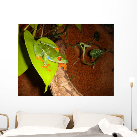 Red-eyed Tree Frog Wall Decal