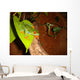 Red-eyed Tree Frog Wall Decal