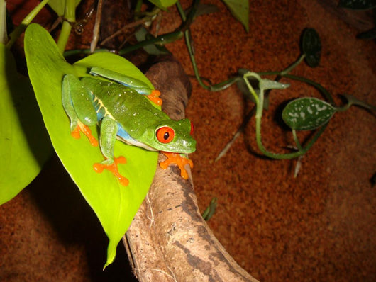 Red-eyed Tree Frog Wall Decal