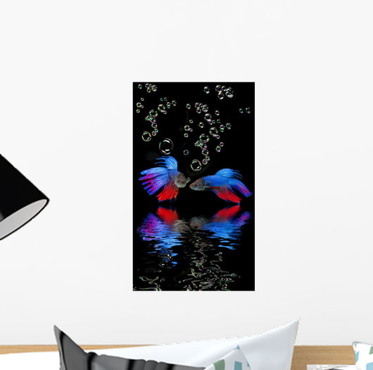 Betta splendens - siamese fighting fish on a black background Wall Mural