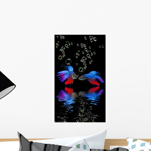 Betta splendens - siamese fighting fish on a black background Wall Mural